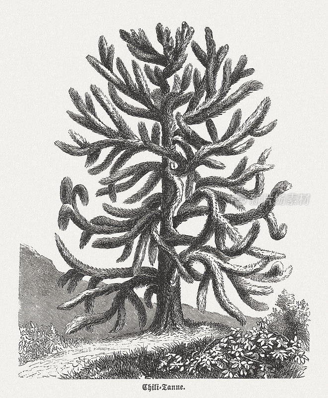 智利松(Araucaria araucana)，木刻，出版于1894年